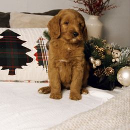 Orange collar girl - Red  female Goldendoodle puppy in Spokane, Washington from Beloved_doodles_WA