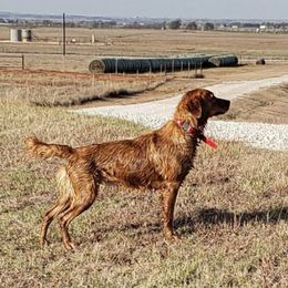 Cara - Golden Retriever