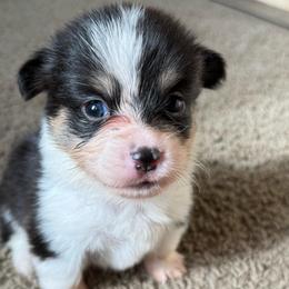 Female tricolor - White and black female Pembroke Welsh Corgi puppy in Glendale, Arizona from CorgiholicsAz