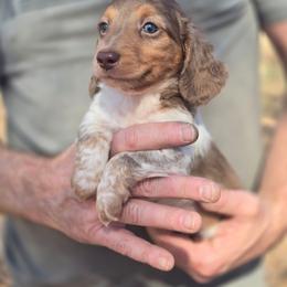 Simon - Chocolate and tan male Dachshund puppy in Mcminnville, Tennessee from Red Barn Farms Minis