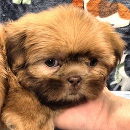COOPER - Red male Shih Tzu puppy in Candler, North Carolina from Pup-Tzu WNC