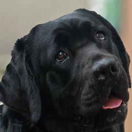 Midnight - Labrador Retriever