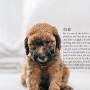 Boy 6- Teal - Whoodle puppy in Delta, Utah from Dunes and Doodles