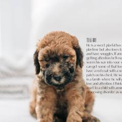Boy 6- Teal - Whoodle puppy in Delta, Utah from Dunes and Doodles