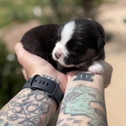 Tide - Black tri male Miniature American Shepherd puppy in Phoenix, Arizona from Outlaw Minis