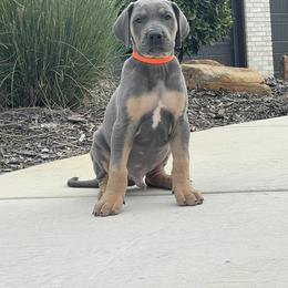 Great Dane Puppies from Oak Bend Danes