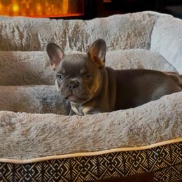 Dakota - Tricolors female French Bulldog puppy in Spokane, Washington from Lilac City Frenchies