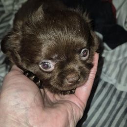 Rolo - Chocolate male Chihuahua puppy in Kyle, Texas from Joy of Chihuahuas