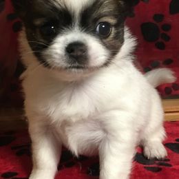 Chihuahuas from Chihuahuas Wee Love