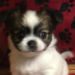 Chihuahuas from Chihuahuas Wee Love