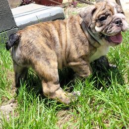 Bulldog Puppies from Carrie's Bulldogs