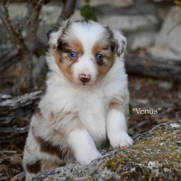 Venus - Red merle female Miniature Australian Shepherd puppy in Evant, Texas from Lazy VT Bar Ranch