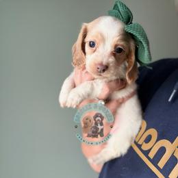 Kirsten - Piebald female Dachshund puppy in Marion, Ohio from Doodles & Doxies