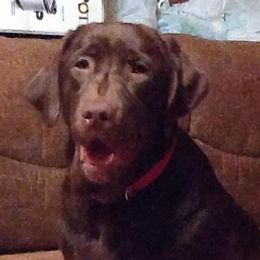 Gracie - Labrador Retriever