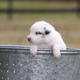 Passion - Red merle female Australian Shepherd puppy in Springville, Alabama from Cross Creek Aussies