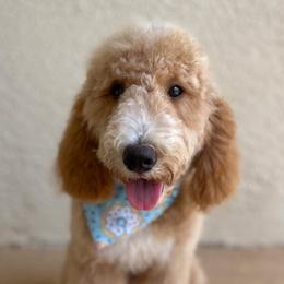 Bernedoodles, French Bulldogs, and Goldendoodles from Ohana Doodles x Frenchies