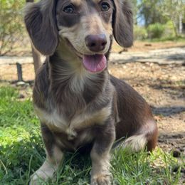 Molly - Dachshund