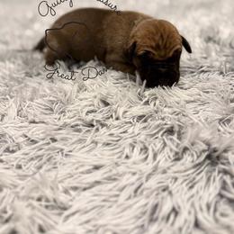Thorn - Fawn male Great Dane puppy in Norton, Ohio from Guilty Pleasure Great Danes & Frenchies
