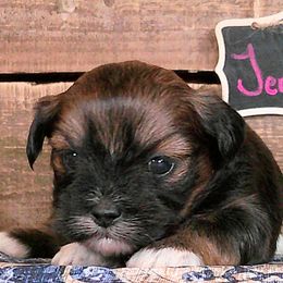 Jeanette - Red gold female Lhasa Apso puppy in Jefferson, New York from Absolute Lhasa Love