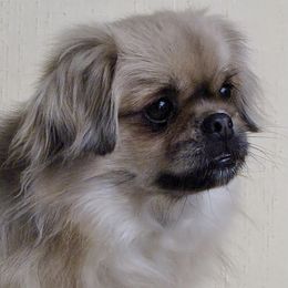 Tibetan Spaniels from Folklaur Tibetan Spaniels