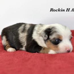 Bmf 1 - Blue merle female Toy Australian Shepherd puppy in Russellville, Arkansas from Rockin H Aussies