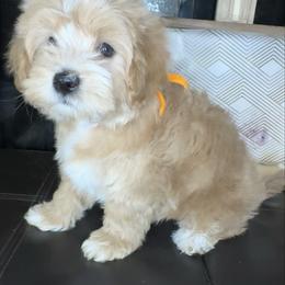 Dash - Cream male Maltipoo puppy in West Jordan, Utah from Mid Sized Maltipoos and More LLC