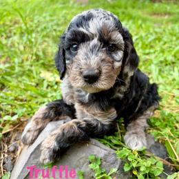 Truffle - Merle female Goldendoodle puppy in Captain Cook, Hawaii from Big Island Goldendoodles