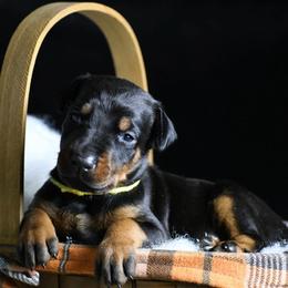 Vendetta - Black and rust female Doberman Pinscher puppy in Overton, Texas from Obsidian Kennel