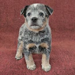 'Atom' Bomb - Blue speckled male Australian Cattle Dog puppy in China Grove, North Carolina from Indigojos Australian Cattle Dogs