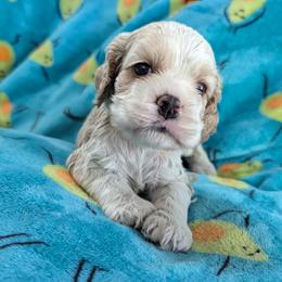 Yellow Collar Girl - Cocker Spaniel puppy from Samuel's Cocker Spaniels