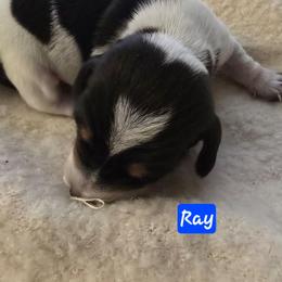 Boy 1 - Piebald male Dachshund puppy in Poplarville, Mississippi from T's Kennel