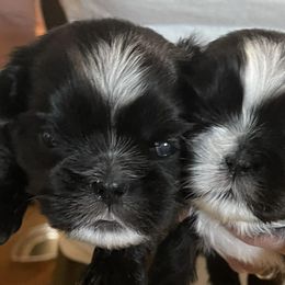 Shih Tzus from Amy's Shih Tzus