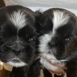 Shih Tzus from Amy's Shih Tzus