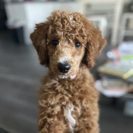 Rosy - Poodle