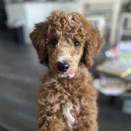 Rosy - Poodle