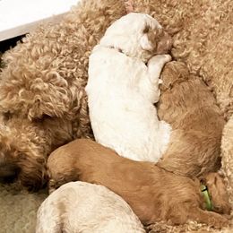 Goldendoodles and Whoodles from Downsville Doodles