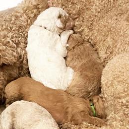 Goldendoodles and Whoodles from Downsville Doodles