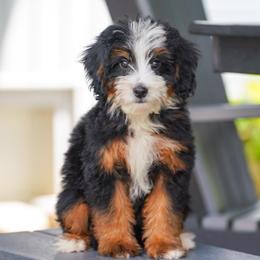 Voyage - Tri-color female Bernedoodle puppy in Dundee, Ohio from Down Home Doodle