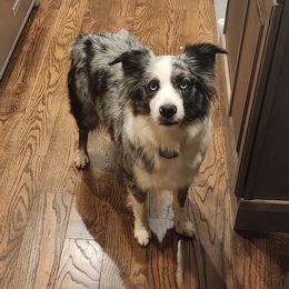Sugar - Miniature Australian Shepherd