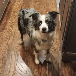 Sugar - Miniature Australian Shepherd