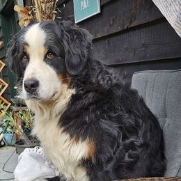 Hazel - Bernese Mountain Dog