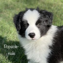 Popsicle - Black Border Collie puppy in Olney, Illinois from Heronwood Border Collies