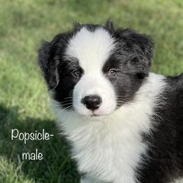 Popsicle - Black Border Collie puppy in Olney, Illinois from Heronwood Border Collies