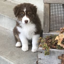 Australian Shepherd Puppies from Woodhaven Aussies