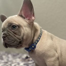 Boy 3 - French Bulldog puppy in Dallas, Texas from StaCCked Up Frenchies