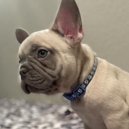 Boy 3 - French Bulldog puppy in Dallas, Texas from StaCCked Up Frenchies