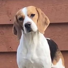 Padme - Beagle