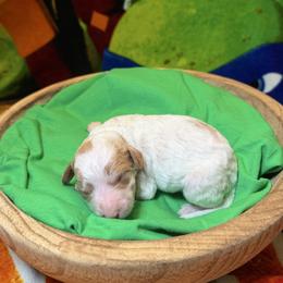 Michelangelo - Parti male Goldendoodle puppy in Pearland, Texas from Posh Paws Puppies