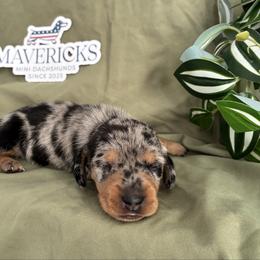 Butter Cup (light pink) - Dapple female Dachshund puppy in Eastland, Texas from Mavericks Mini Dachshunds