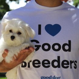 Maltese Puppies from Leona's Maltese